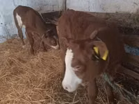 Kuh, Simmental cattle — Foto 1