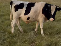 Toro, Raza Holstein — foto 1