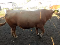 Cow, Simmental cattle — photo 6