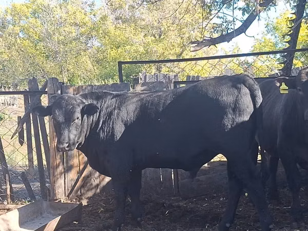 公牛, Aberdeen-Angus — 哈萨克斯坦