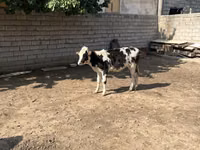 أبقار (دفعة، الجنس غير محدد), Russian Black pied cattle — الصورة 3