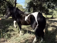 Pferde (Partie, Geschlecht nicht angegeben), American shetland pony — Foto 2