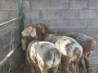 نعجة, Arashan sheep — الصورة 4