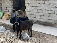 Ram, Sheep — photo 3