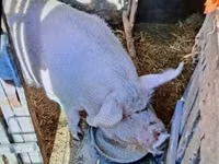 Säue, Schweine — Foto 2