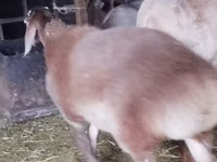 Carnero, Rhon sheep — foto 7