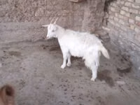 Cabra, Cabras — foto 2