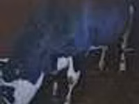 Bulle, Kasachische Weißkopfkuh — Foto 2