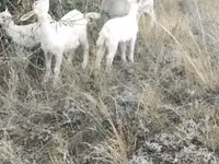 Ziege, Alpine goat — Foto 1