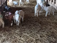 Schaf, Awassi sheep — Foto 4
