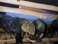 Turkeys — Foto 3