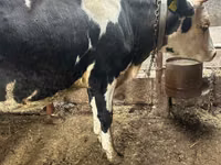गाय, Russian Black pied cattle — फ़ोटो 2