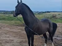 घोड़ा, Akhal-Teke — फ़ोटो 3