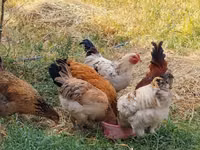 Chickens — Foto 4