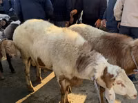 Widder, Arashan sheep — Foto 1