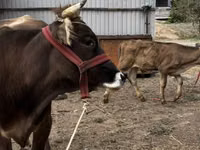 Kuh, Swiss cattle — Foto 5