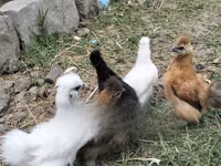 Chickens — photo 5