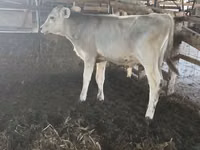 Bulle, Swiss cattle — Foto 1