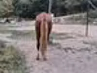Hengst, Kazakh horse — Foto 8
