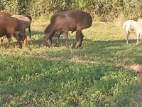 كبش, Arashan sheep — الصورة 3