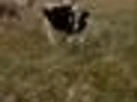 Toro, Raza Holstein — foto 6