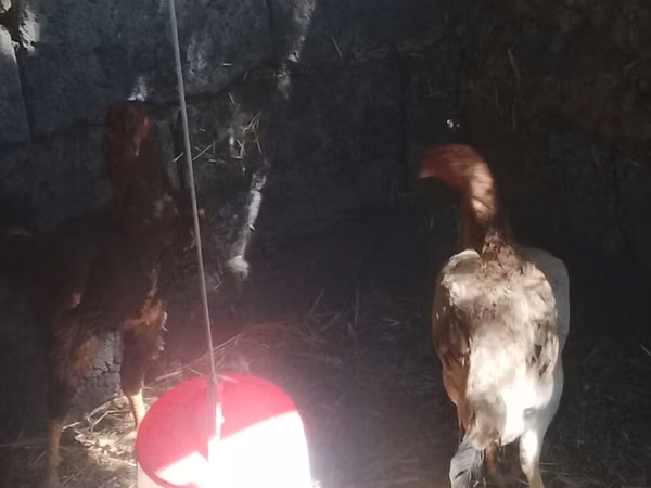 Chickens — قيرغيزستان