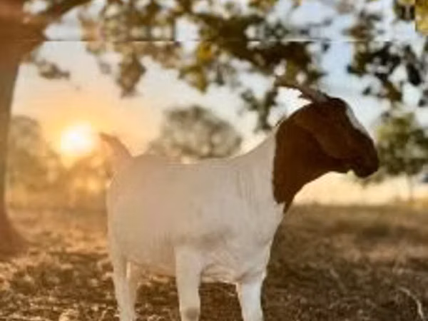 Ziege, Boer goat