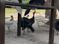 Turkeys — Foto 3