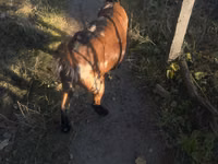 Echki, Alpine goat — 2-rasm
