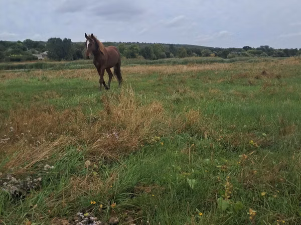 Hengst, Pferde