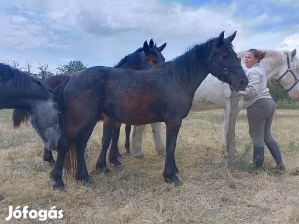 Mare, Horses