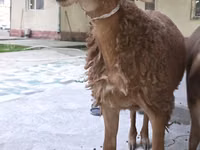 نعجة, Arashan sheep — الصورة 2