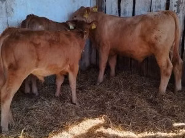 Bulle, Simmental cattle