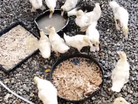 American Pekin — Foto 3