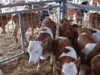 Buqa, Simmental cattle — 5-rasm