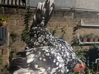 Chickens — फ़ोटो 6