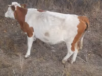 गाय, Simmental cattle — फ़ोटो 2