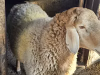 Widder, Hissar sheep — Foto 1