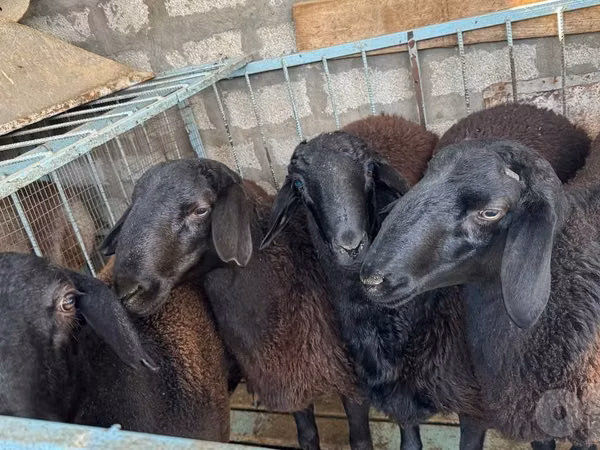Кочкор, Гиссар койу