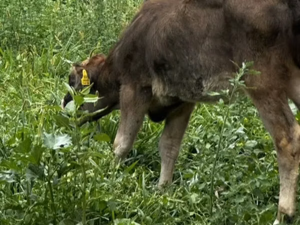 母牛, Cattle — 吉尔吉斯斯坦