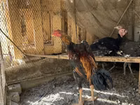 Chickens — 照片 2