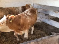 Kuh, Simmental cattle — Foto 1