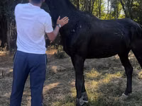 Hengst, Russian warmblood — Foto 1