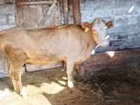 गाय, Latvian Blue cattle — फ़ोटो 2
