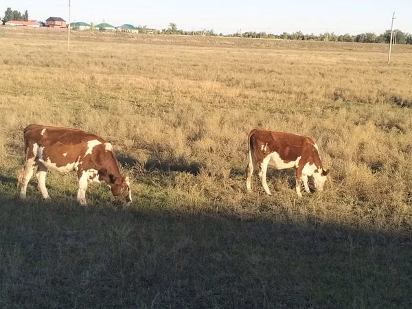 गाय, Swiss cattle — कज़ाखस्तान