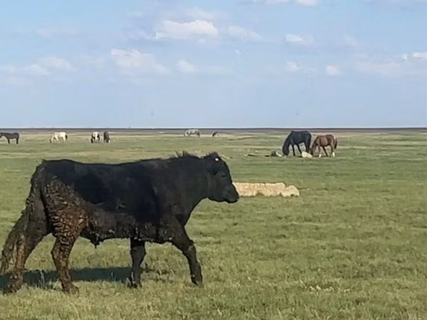 公牛, Aberdeen-Angus — 哈萨克斯坦