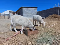 母山羊, Goats — 照片 1