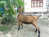 Ешкі, Alpine goat — 5-сурет