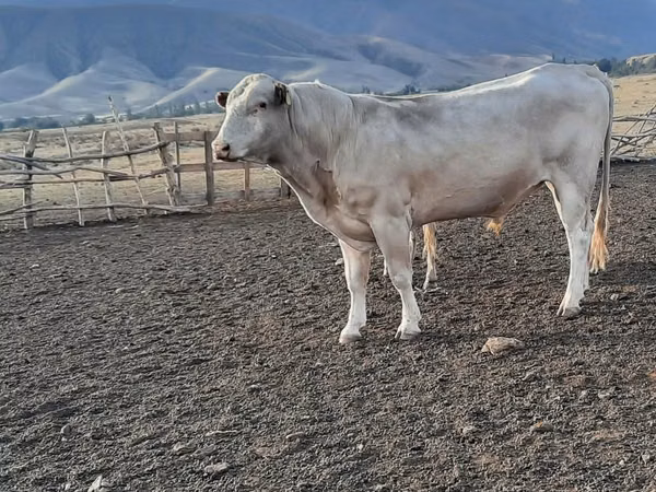 公牛, Swiss cattle — 哈萨克斯坦