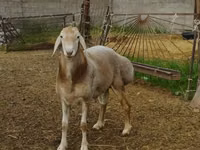 Widder, Rhon sheep — Foto 2